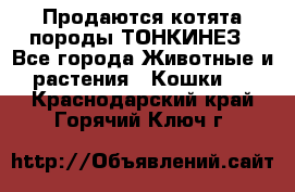 Продаются котята породы ТОНКИНЕЗ - Все города Животные и растения » Кошки   . Краснодарский край,Горячий Ключ г.